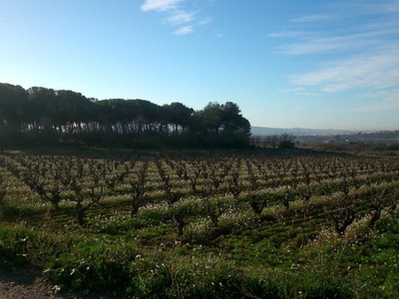De Vilafranca als Pujols