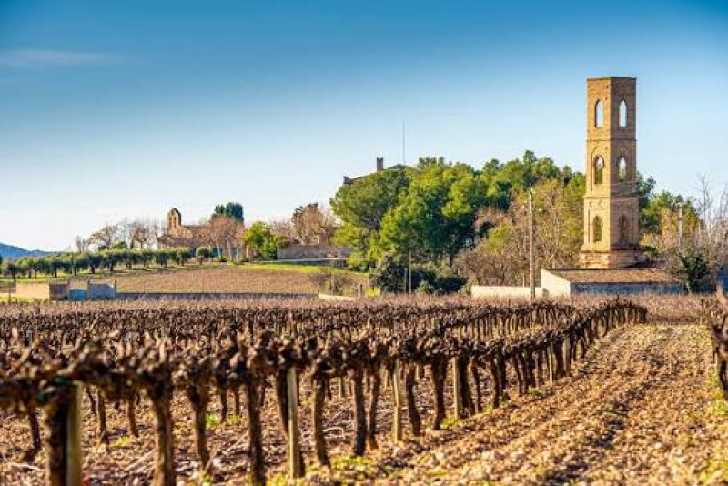 Camí del Vi (Wine Walk)