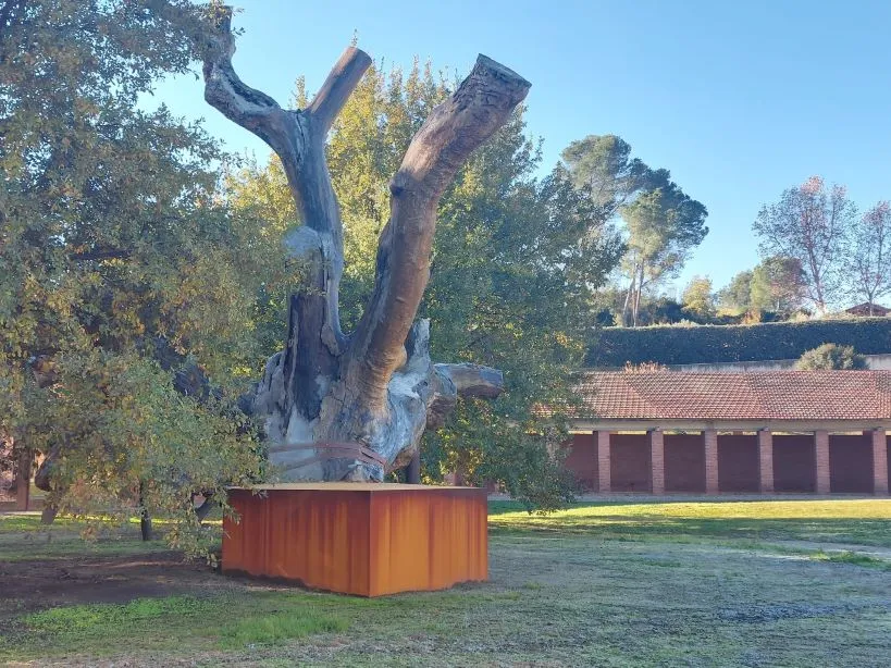 Img Oak of Can Codorniu