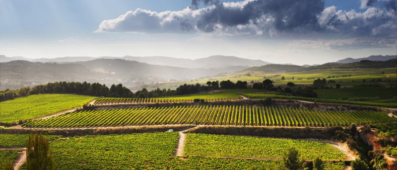Img Bike & Taste — Pedal through vineyards and discover the wines of Penedès