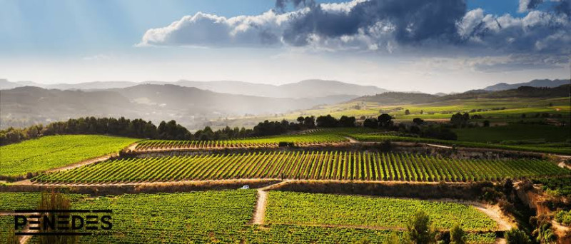 Penedès 360 — L'originale (ghiaia)