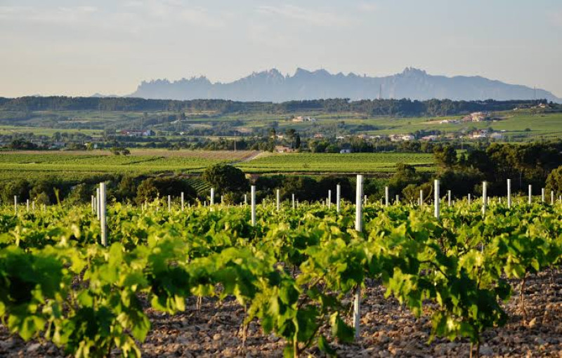La route des vins du Penedès