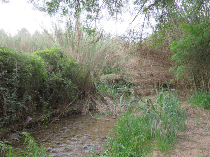 Rivière de Bitlles (Riudebitlles)
