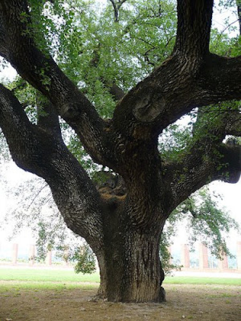 Oak of Can Codorniu