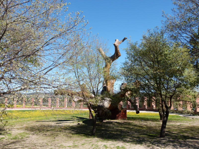 Oak of Can Codorniu