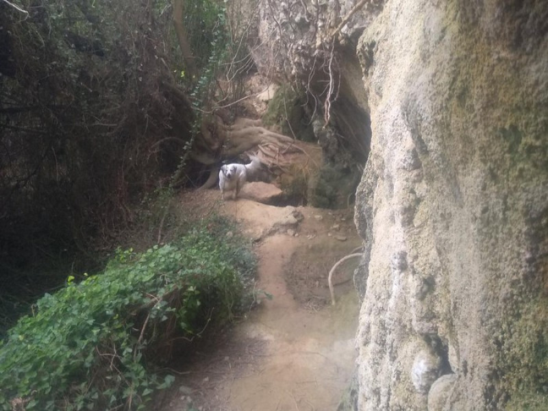 Img Sant Sadurní d'Anoia, Fiandre