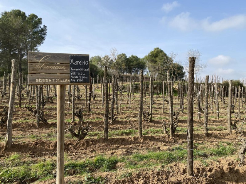 Rutes Wikiloc – Penedès Turisme