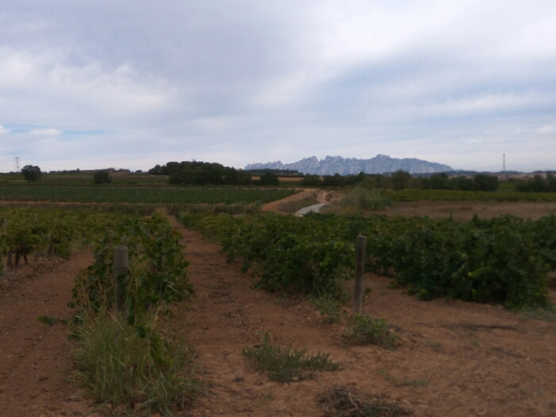 Route between vineyards by bike