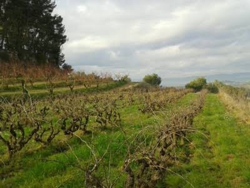 Route between vineyards by bike